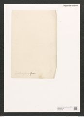 Diatomeae indet. Zeichnungen Sammlung Grunow (NHMW-BOT-W0370748)